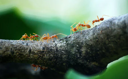 Comprehensive Ant Removal Services Across Melbourne