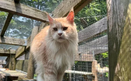 European Maine Coon Cat – Discover Majestic Kittens for Sale