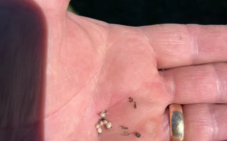 How to ID and Manage Ground Pearl