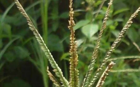 Crowsfoot Grass or Goosegrass