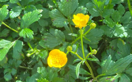 Creeping Buttercup