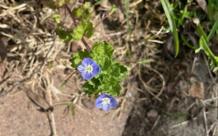 Speedwell