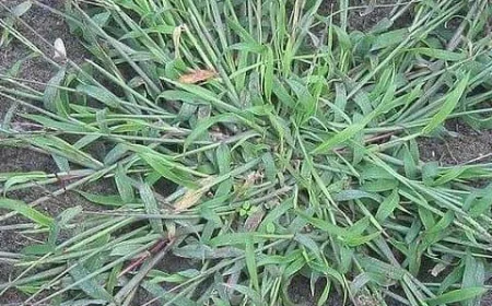 Summergrass or Crabgrass