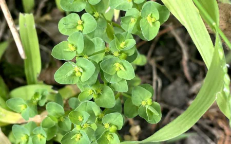 Petty Spurge