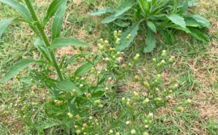 Fleabane