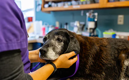 Which Pet Aftercare Option Best Honors Your Pet After Euthanasia?