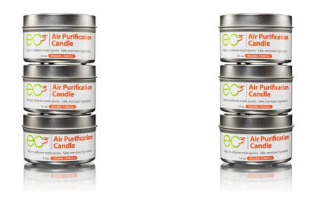 Why It’s So Hard to Get Rid of Mold