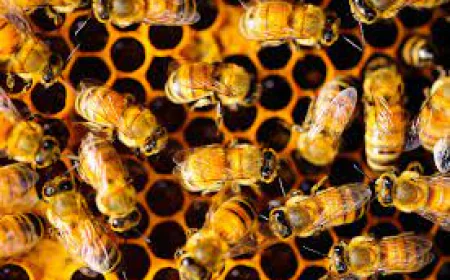 Bee Removal Melbourne: Protecting Families While Saving Pollinators