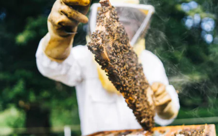 The Real Cost of Ignoring Bees: Why Melbourne Homeowners Need Professional Pest Control