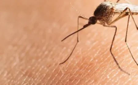 How Mosquito Trap Buckets Protect Your Family from Disease Risks?