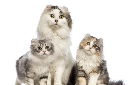 Everything New Pet Parents Need To Know