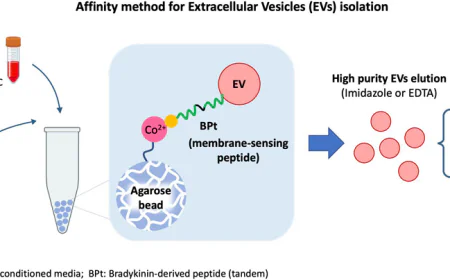Custom Agarose Particle Services to Empower Biomolecule Purification and Separation