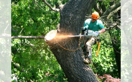 Practical Considerations for Tree Removal in Lakewood, CO