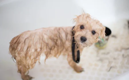 Grooming on the Go: How Mobile Grooming Services Manage Hygiene and Sanitation Between Appointments