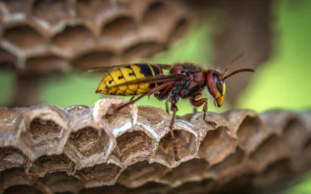 Defending Your Home from Hidden Stingers: Expert Wasp Removal Solutions Across Melbourne, Armadale, and Kensington by Wasp Control Melbourne