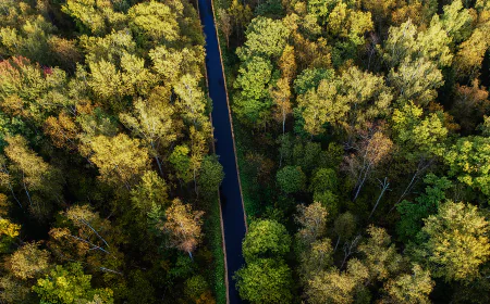 Choosing the Right Tree Cutting Service and Stump Grinding Professionals: A Complete Guide