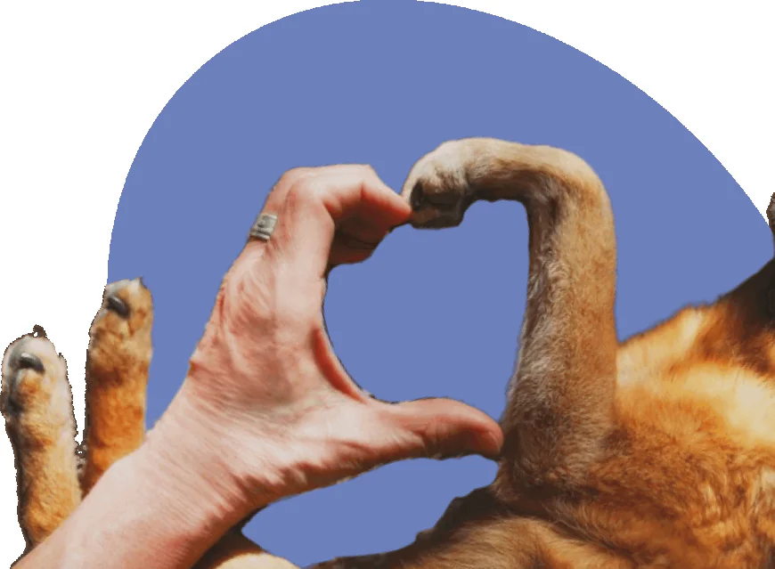 What Does a Peaceful Passing Look Like for Pets?