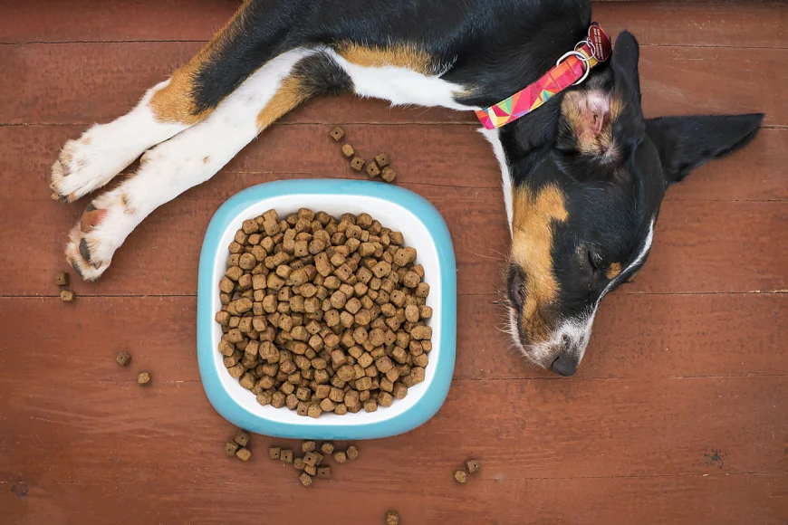Order Dog Food Online – Fresh, Healthy & Trusted Pet Brands
