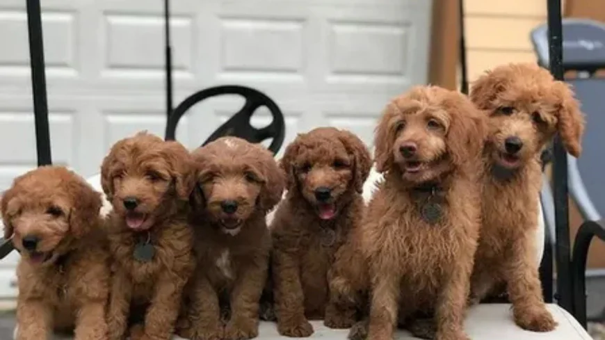 How Can You Get on a Waiting List with the Best Labradoodle Breeders in Texas?