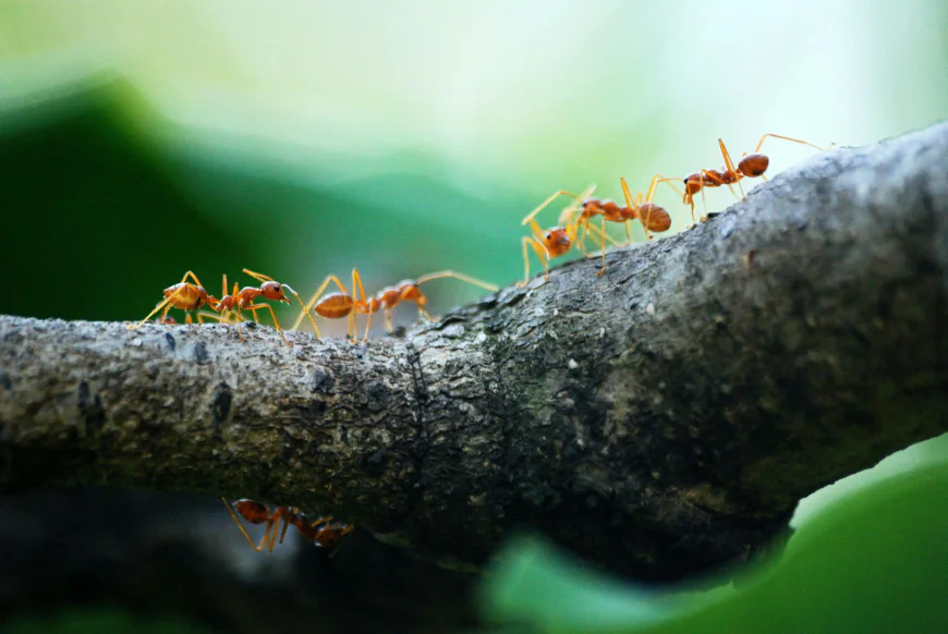 Comprehensive Ant Removal Services Across Melbourne