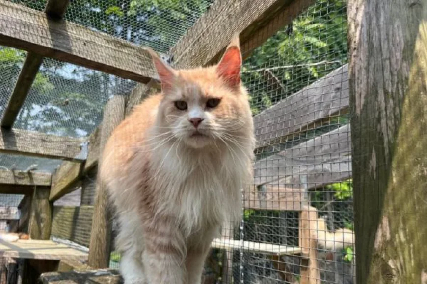 European Maine Coon Cat – Discover Majestic Kittens for Sale