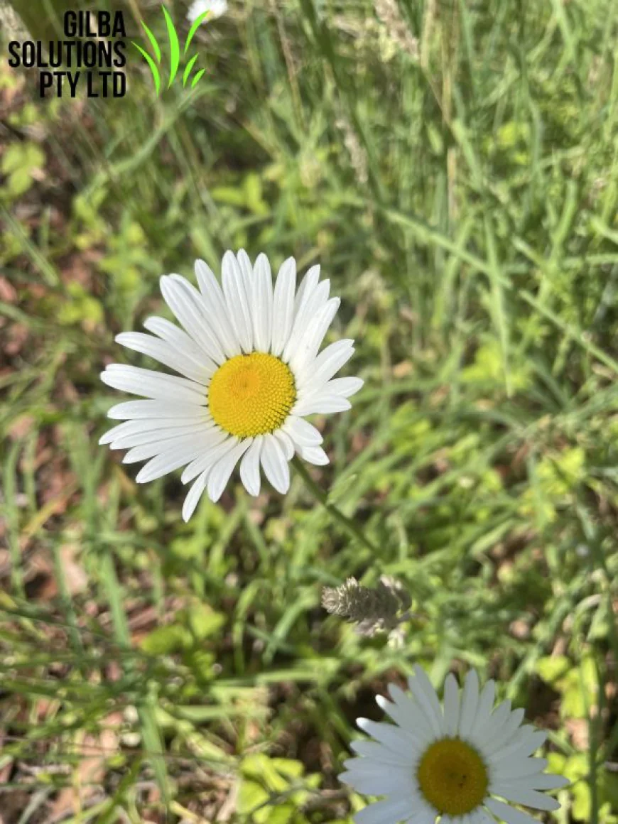Oxeye Daisy