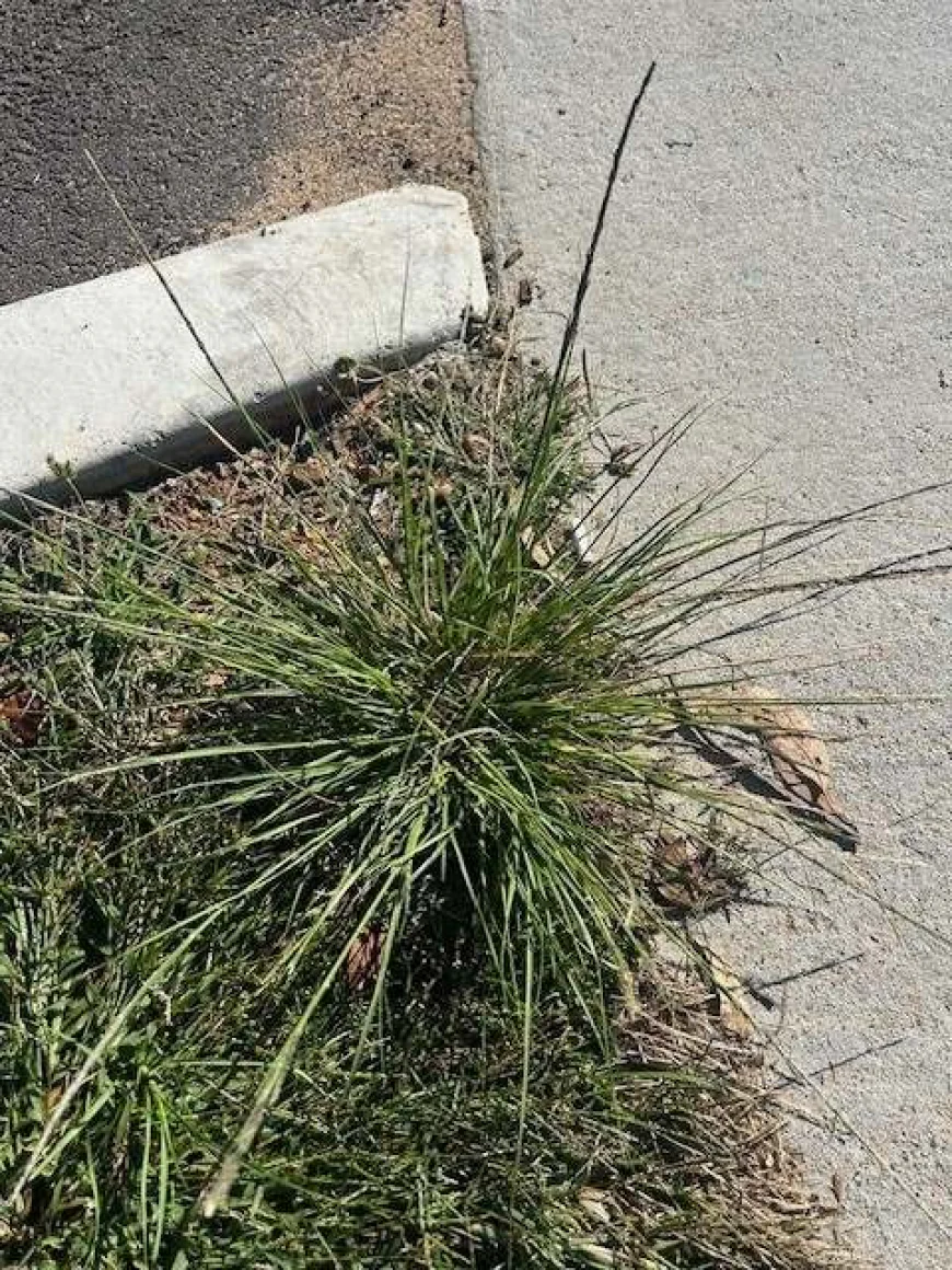 Parramatta Grass
