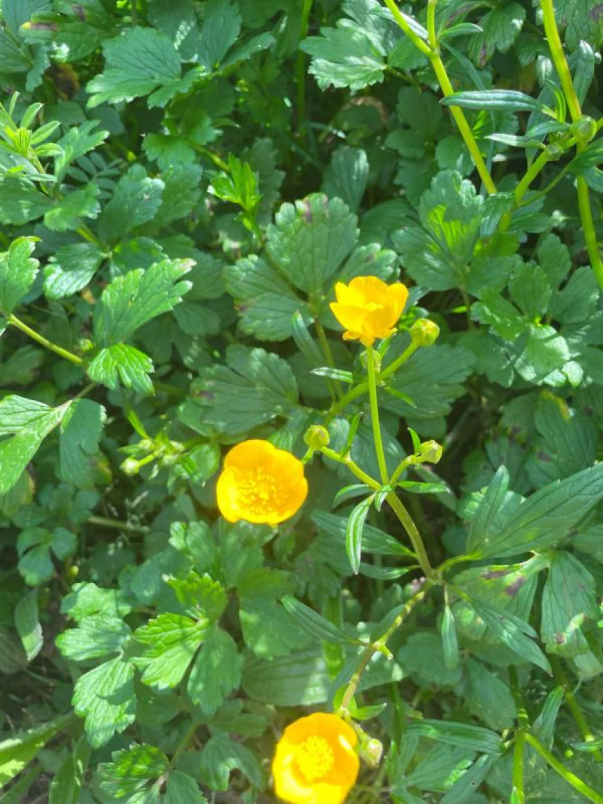 Creeping Buttercup