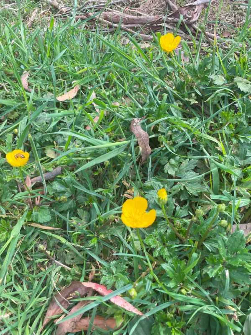 Creeping Buttercup