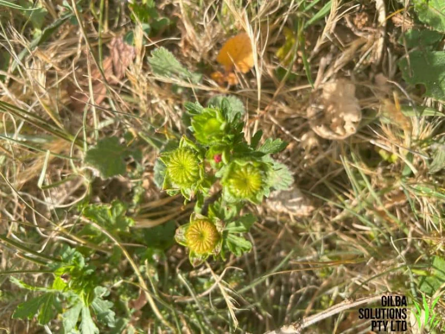 Red Flowered Mallow