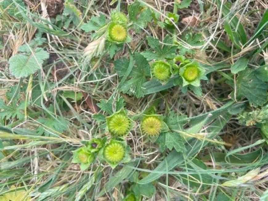 Red Flowered Mallow