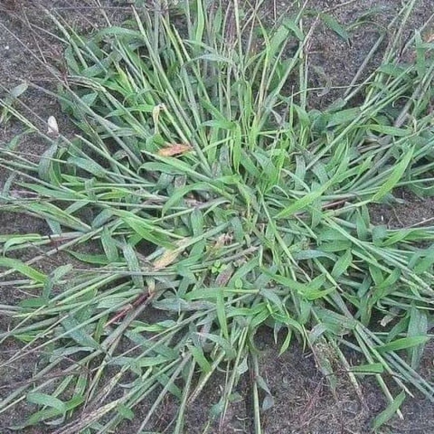 Summergrass or Crabgrass