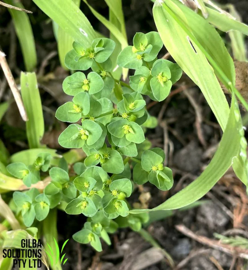 Petty Spurge