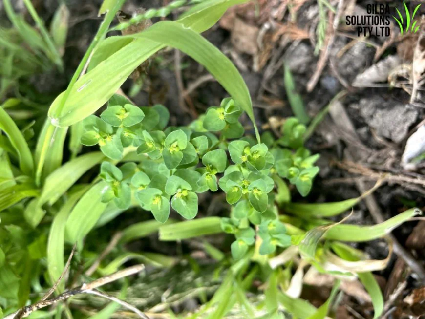 Petty Spurge