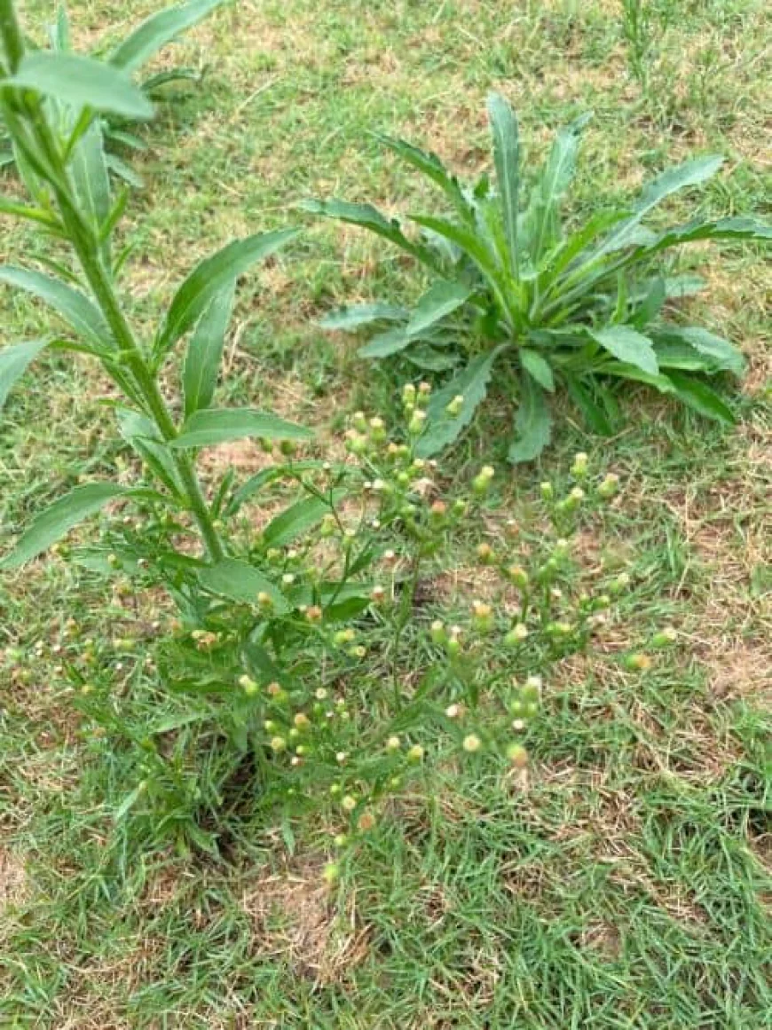 Fleabane