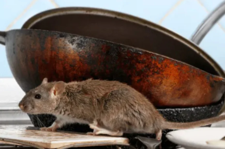 Residential Pest Control Services Vancouver, Top Rated Pest Control Services Vancouver for Effective Home Protection