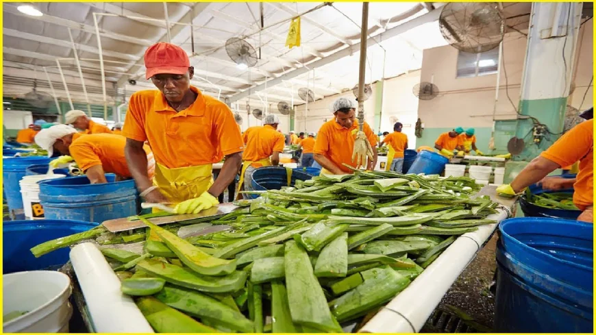 Keys to Running a Profitable Aloe Vera Processing Plant Setup Report 2025: Cost Details