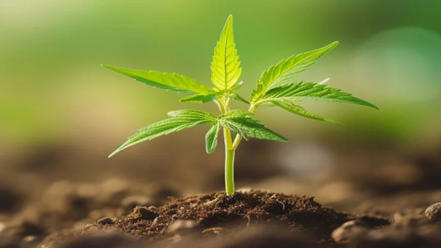 13 Cannabis Hydroponics Essentials That Will Transform Your Grow Room