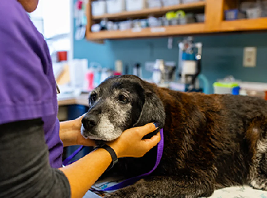 Which Pet Aftercare Option Best Honors Your Pet After Euthanasia?