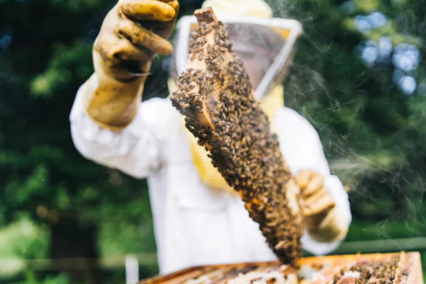 The Real Cost of Ignoring Bees: Why Melbourne Homeowners Need Professional Pest Control