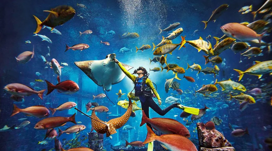 Top Things to See at The Lost Chambers Aquarium, Aquaventure Dubai