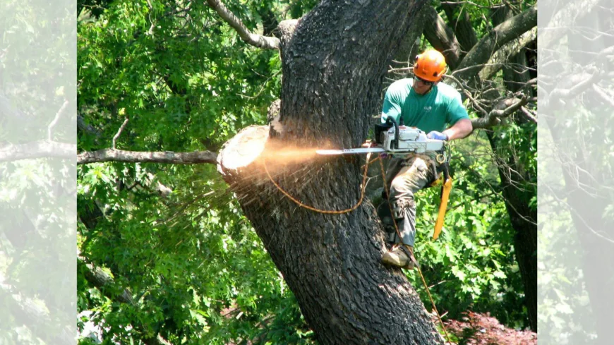 Practical Considerations for Tree Removal in Lakewood, CO