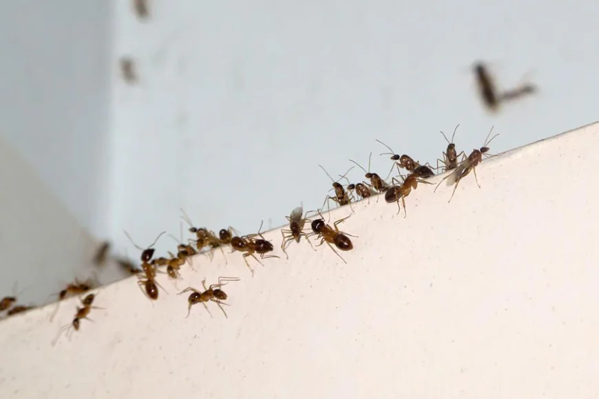 Say Goodbye to Ants: Expert Solutions in Grand Prairie