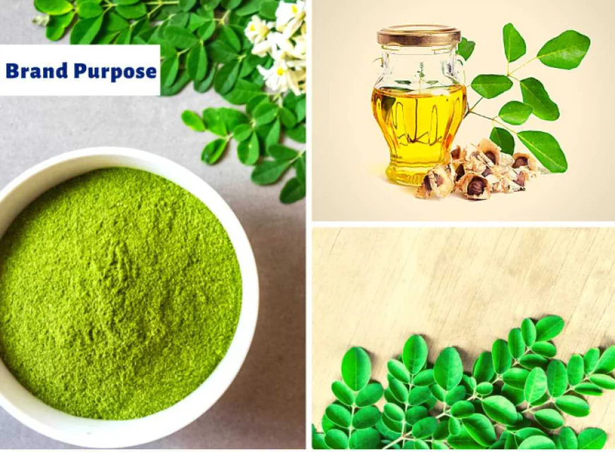 The Growing Role of Moringa Products Suppliers in Global Wellness Markets