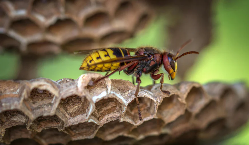 Defending Your Home from Hidden Stingers: Expert Wasp Removal Solutions Across Melbourne, Armadale, and Kensington by Wasp Control Melbourne