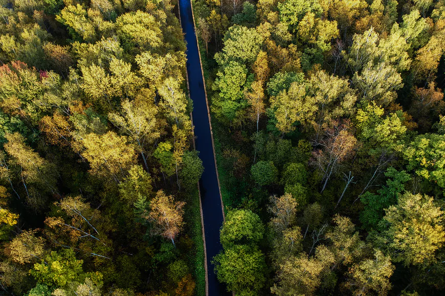 Choosing the Right Tree Cutting Service and Stump Grinding Professionals: A Complete Guide