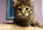 How to Secure European Maine Coon Kittens in New York?