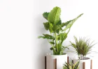 Real Plant Pot And The Quiet Way It Transforms Everyday Spaces