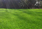 How Weed Control Services Keep Canadian Lawns Healthy All Season Long