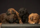 Why Responsible Breeding Matters When Buying a Miniature Goldendoodle